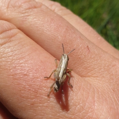 Caledia captiva (grasshopper) at Ballimore, NSW - 9 Nov 2020 by alib