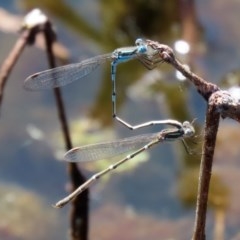 Austrolestes leda (Wandering Ringtail) at Paddys River, ACT - 9 Nov 2020 by RodDeb