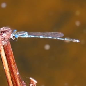 Austrolestes leda at Paddys River, ACT - 9 Nov 2020