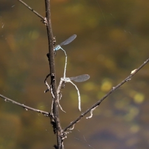 Austrolestes leda at Paddys River, ACT - 9 Nov 2020