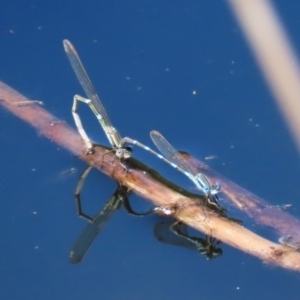 Austrolestes leda at Paddys River, ACT - 9 Nov 2020