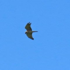 Tachyspiza fasciata (Brown Goshawk) at Paddys River, ACT - 9 Nov 2020 by RodDeb