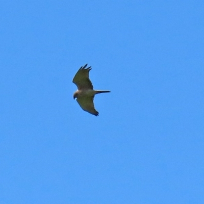 Tachyspiza fasciata (Brown Goshawk) at Paddys River, ACT - 9 Nov 2020 by RodDeb