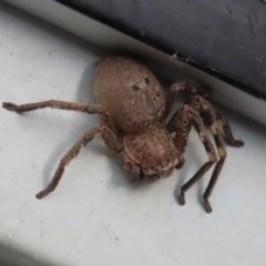 Neosparassus sp. (genus) (Unidentified Badge huntsman) at Tidbinbilla Nature Reserve - 9 Nov 2020 by RodDeb