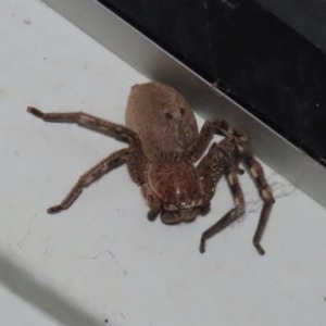 Neosparassus sp. (genus) at Paddys River, ACT - 9 Nov 2020