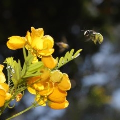 Xylocopa (Lestis) aerata (Golden-Green Carpenter Bee) at Acton, ACT - 11 Nov 2020 by TimL