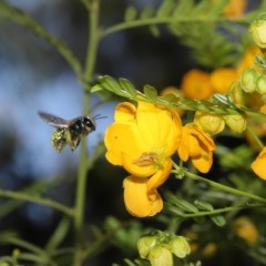 Xylocopa (Lestis) aeratus at Acton, ACT - 11 Nov 2020