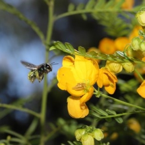 Xylocopa (Lestis) aerata at Acton, ACT - 11 Nov 2020