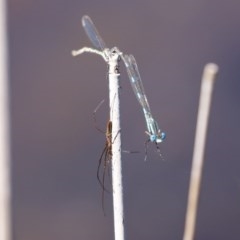 Tetragnatha sp. (genus) (Long-jawed spider) at Paddys River, ACT - 9 Nov 2020 by RodDeb