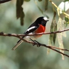 Petroica boodang (Scarlet Robin) at Tidbinbilla Nature Reserve - 9 Nov 2020 by RodDeb