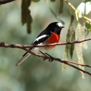 Petroica boodang at Paddys River, ACT - 9 Nov 2020