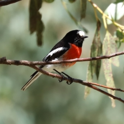 Petroica boodang (Scarlet Robin) at Tidbinbilla Nature Reserve - 9 Nov 2020 by RodDeb