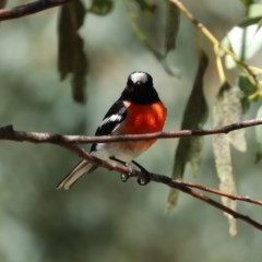 Petroica boodang at Paddys River, ACT - 9 Nov 2020