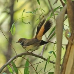 Rhipidura rufifrons (Rufous Fantail) at Paddys River, ACT - 9 Nov 2020 by RodDeb