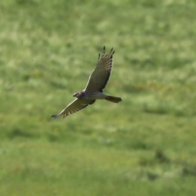 Circus approximans (Swamp Harrier) at Tharwa, ACT - 9 Nov 2020 by RodDeb
