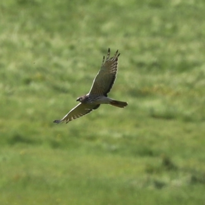 Circus approximans (Swamp Harrier) at Tharwa, ACT - 9 Nov 2020 by RodDeb