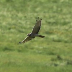 Circus approximans (Swamp Harrier) at Tharwa, ACT - 9 Nov 2020 by RodDeb