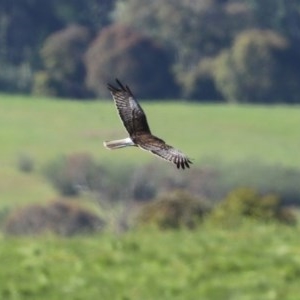 Circus approximans at Tharwa, ACT - 9 Nov 2020 05:07 PM