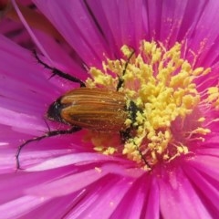Phyllotocus rufipennis (Nectar scarab) at Macarthur, ACT - 10 Nov 2020 by RodDeb