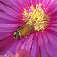 Phyllotocus rufipennis at Macarthur, ACT - 10 Nov 2020