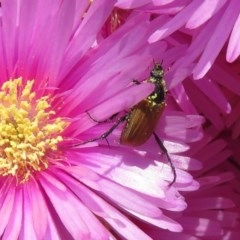 Phyllotocus rufipennis at Macarthur, ACT - 10 Nov 2020