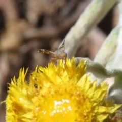 Tephritidae sp. (family) (Unidentified Fruit or Seed fly) at Macarthur, ACT - 10 Nov 2020 by RodDeb