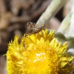 Tephritidae sp. (family) at Macarthur, ACT - 10 Nov 2020