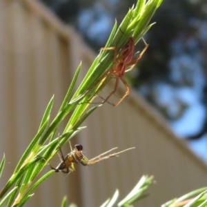 Oxyopes sp. (genus) at Macarthur, ACT - 10 Nov 2020