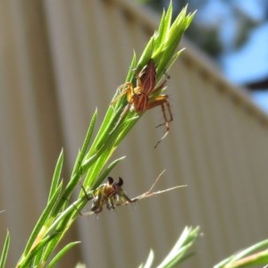 Oxyopes sp. (genus) at Macarthur, ACT - 10 Nov 2020