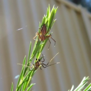 Oxyopes sp. (genus) at Macarthur, ACT - 10 Nov 2020