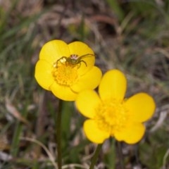 Australomisidia rosea (Rosy Flower Spider) at Namadgi National Park - 11 Nov 2020 by RAllen