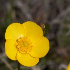 Australomisidia rosea at Mount Clear, ACT - 11 Nov 2020