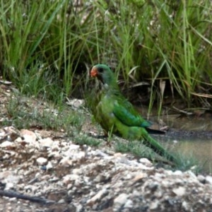 Polytelis swainsonii at Boambolo, NSW - 11 Nov 2020