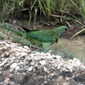 Polytelis swainsonii at Boambolo, NSW - suppressed