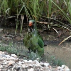 Polytelis swainsonii at Boambolo, NSW - 11 Nov 2020