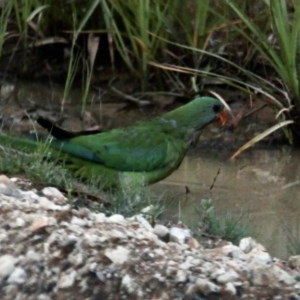 Polytelis swainsonii at Boambolo, NSW - suppressed