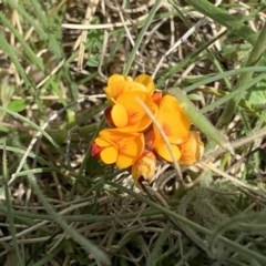 Pultenaea (bush peas) at Mount Clear, ACT - 11 Nov 2020 by RAllen