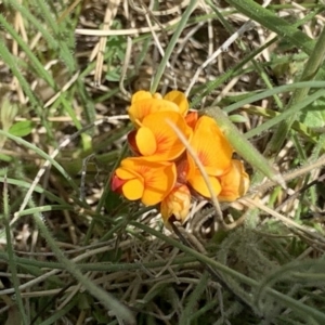 Pultenaea at Mount Clear, ACT - 11 Nov 2020 10:35 AM