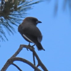 Artamus cyanopterus cyanopterus (Dusky Woodswallow) at Macgregor, ACT - 11 Nov 2020 by RodDeb