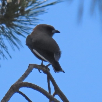 Artamus cyanopterus cyanopterus (Dusky Woodswallow) at Macgregor, ACT - 11 Nov 2020 by RodDeb