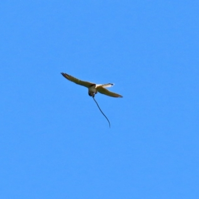 Falco cenchroides (Nankeen Kestrel) at Macgregor, ACT - 11 Nov 2020 by RodDeb