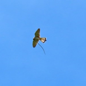 Falco cenchroides at Macgregor, ACT - 11 Nov 2020 11:30 AM