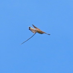 Falco cenchroides at Macgregor, ACT - 11 Nov 2020 11:30 AM