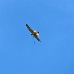 Falco cenchroides at Macgregor, ACT - 11 Nov 2020