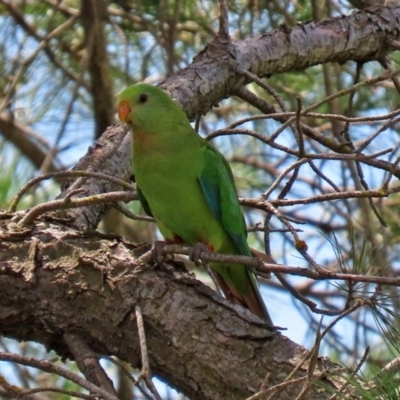 Polytelis swainsonii (Superb Parrot) at Macgregor, ACT - 11 Nov 2020 by RodDeb