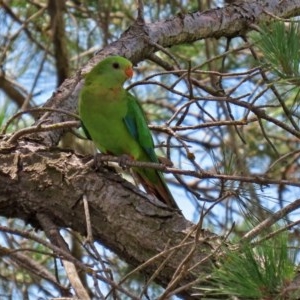 Polytelis swainsonii at Macgregor, ACT - suppressed