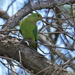 Polytelis swainsonii at Macgregor, ACT - suppressed