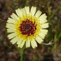 Tolpis barbata (Yellow Hawkweed) at Mount Painter - 3 Nov 2020 by drakes