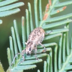 Titinia tenuis (Titinia weevil) at Forde, ACT - 7 Nov 2020 by Harrisi