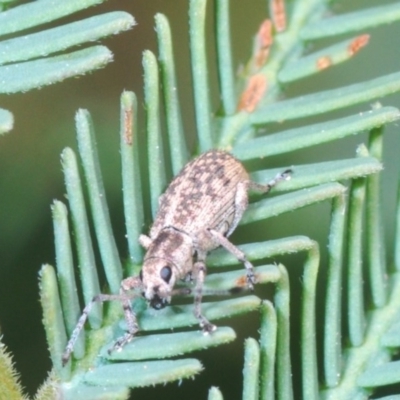 Titinia tenuis (Titinia weevil) at Goorooyarroo NR (ACT) - 6 Nov 2020 by Harrisi